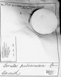 Torula pulveracea image